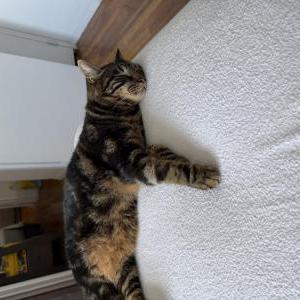 Image of prince charming, Lost Cat