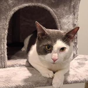 Image of Pothos, Lost Cat