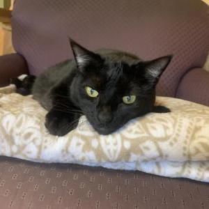 Image of Beatrix, Lost Cat