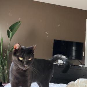 Image of Binx, Lost Cat