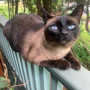 Image of Willow, Lost Cat