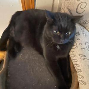 Image of Olive, Lost Cat