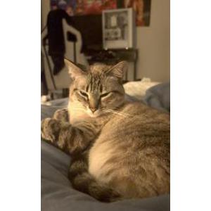Image of Liya, Lost Cat