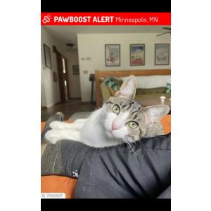 Image of Fish, Lost Cat