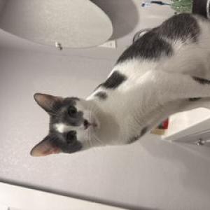 Image of Kiska, Lost Cat