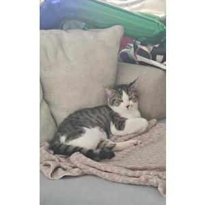 Image of Chocolate chip, Lost Cat