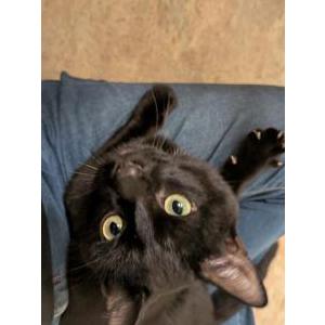 Image of Unknown, Found Cat