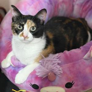 Image of Button, Lost Cat