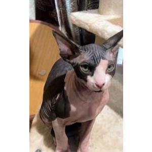 Image of Layo, Lost Cat