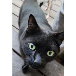 Image of Chonk, Lost Cat