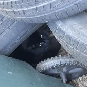 Image of Unknown, Found Cat