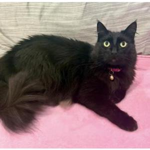 Image of Mimi, Lost Cat