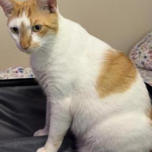 Image of Winston, Lost Cat