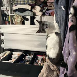 Image of Junie, Lost Cat