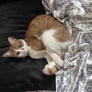 Image of BB, Lost Cat