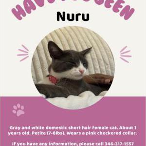 Image of Nuru, Lost Cat