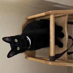 Image of Miles, Lost Cat