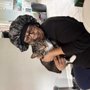 Image of Oliver, Lost Cat