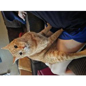 Image of OC, Lost Cat