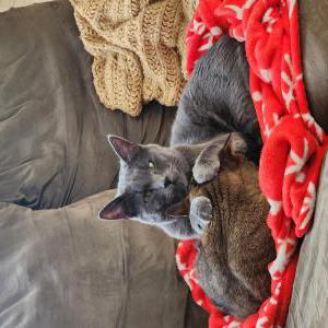 Image of Maverick, Lost Cat