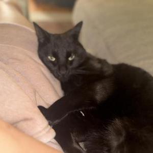 Image of Elvis, Lost Cat