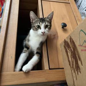 Image of Socks, Lost Cat
