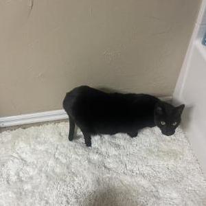 Image of Guber, Lost Cat