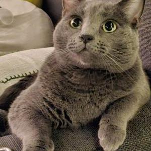 Image of Rydia, Lost Cat