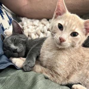 Image of Honey, Lost Cat