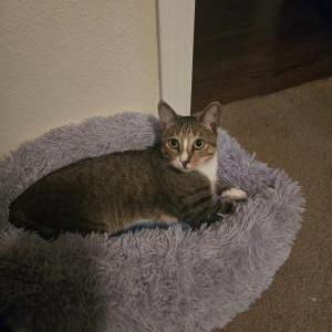 Image of Rain, Lost Cat