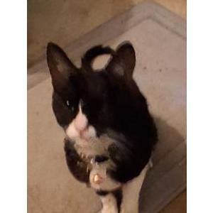 Image of Black and white kitt, Found Cat