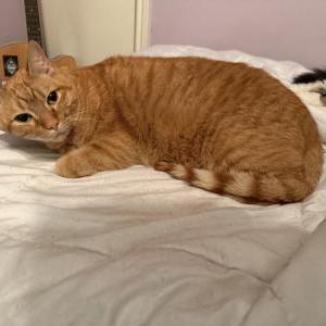 Lost Cat Henry