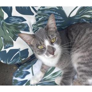Image of Kiki, Lost Cat