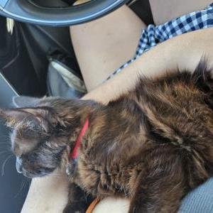 Image of Unknown, Found Cat