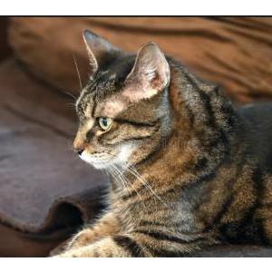 Image of april, Lost Cat