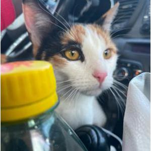 Image of Peanut, Lost Cat