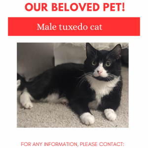 Image of Macho, Lost Cat
