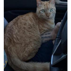 Image of Gunther, Lost Cat