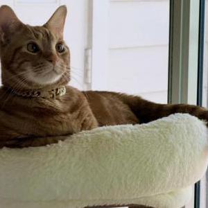 Image of Foxx, Lost Cat