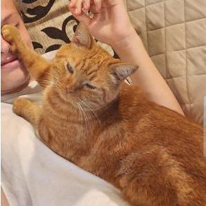 Lost Cat Rufus