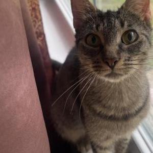 Image of Sunny, Lost Cat