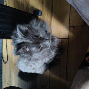 Lost Cat Loki