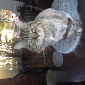 Image of Alkemie (Alchemy), Lost Cat
