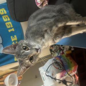 Image of Fish, Lost Cat
