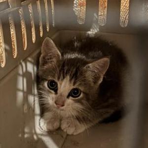 Image of Unknown, Found Cat
