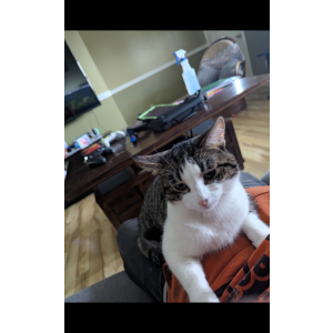 Image of Barnabas, Lost Cat