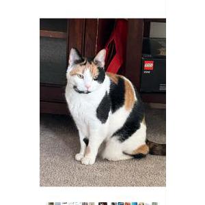 Image of Buttercup, Lost Cat