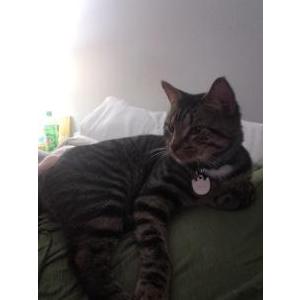 Image of Scout, Lost Cat