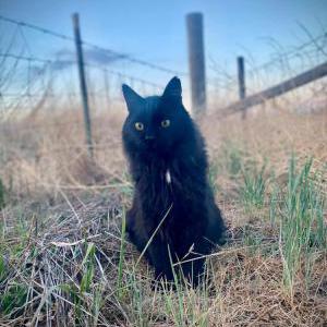 Image of Grudgie, Lost Cat