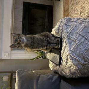 Image of Betsy, Lost Cat
